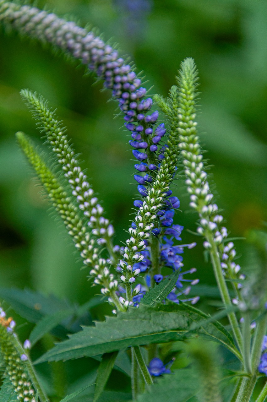 lange Ereprijs - inheemse zomerbloeiende vaste plant van juni tot augustus